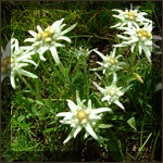 Wild flowers Edelweiss flower